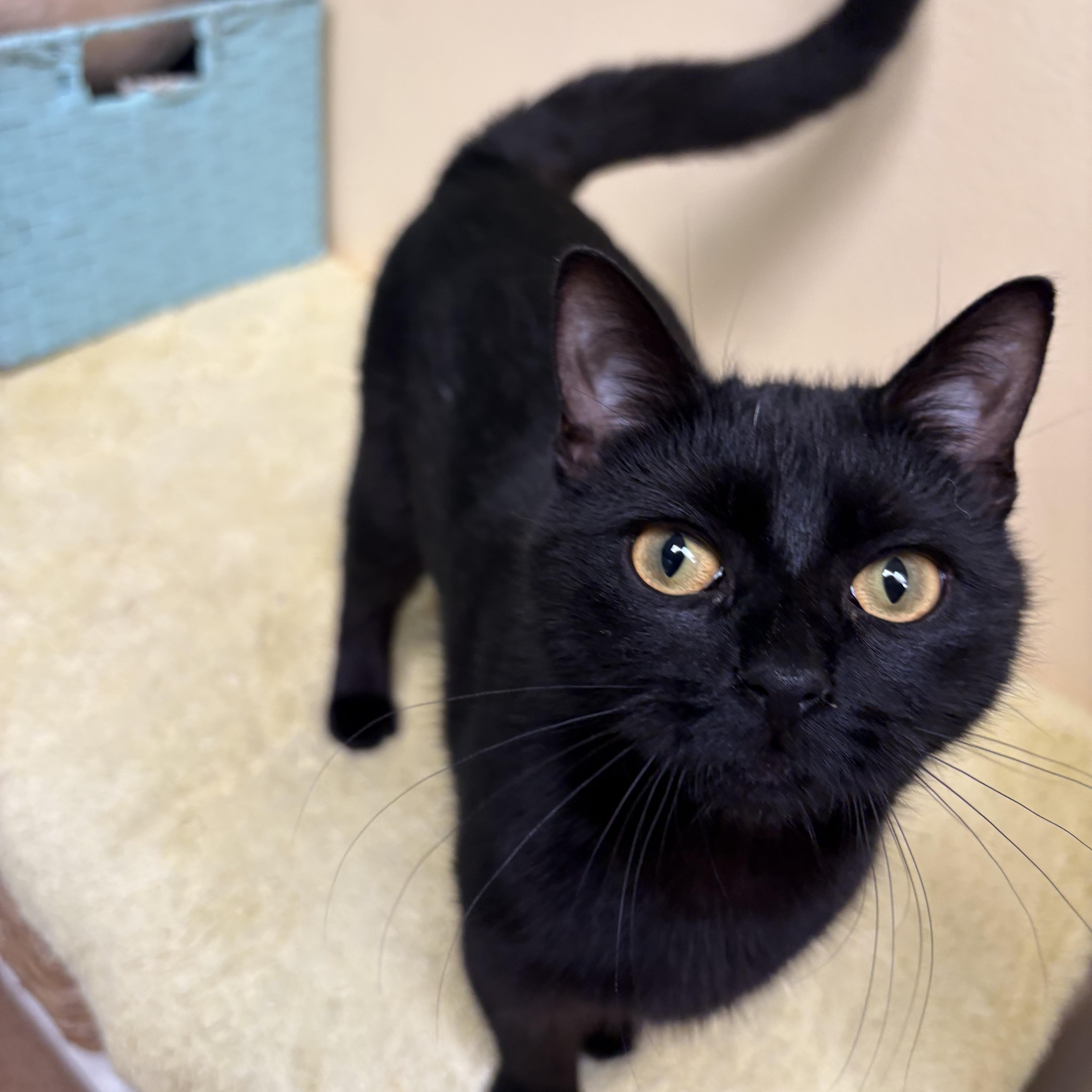 Loki, a ADOPTABLE Domestic Short Hair in Norwalk, CT image 4/4