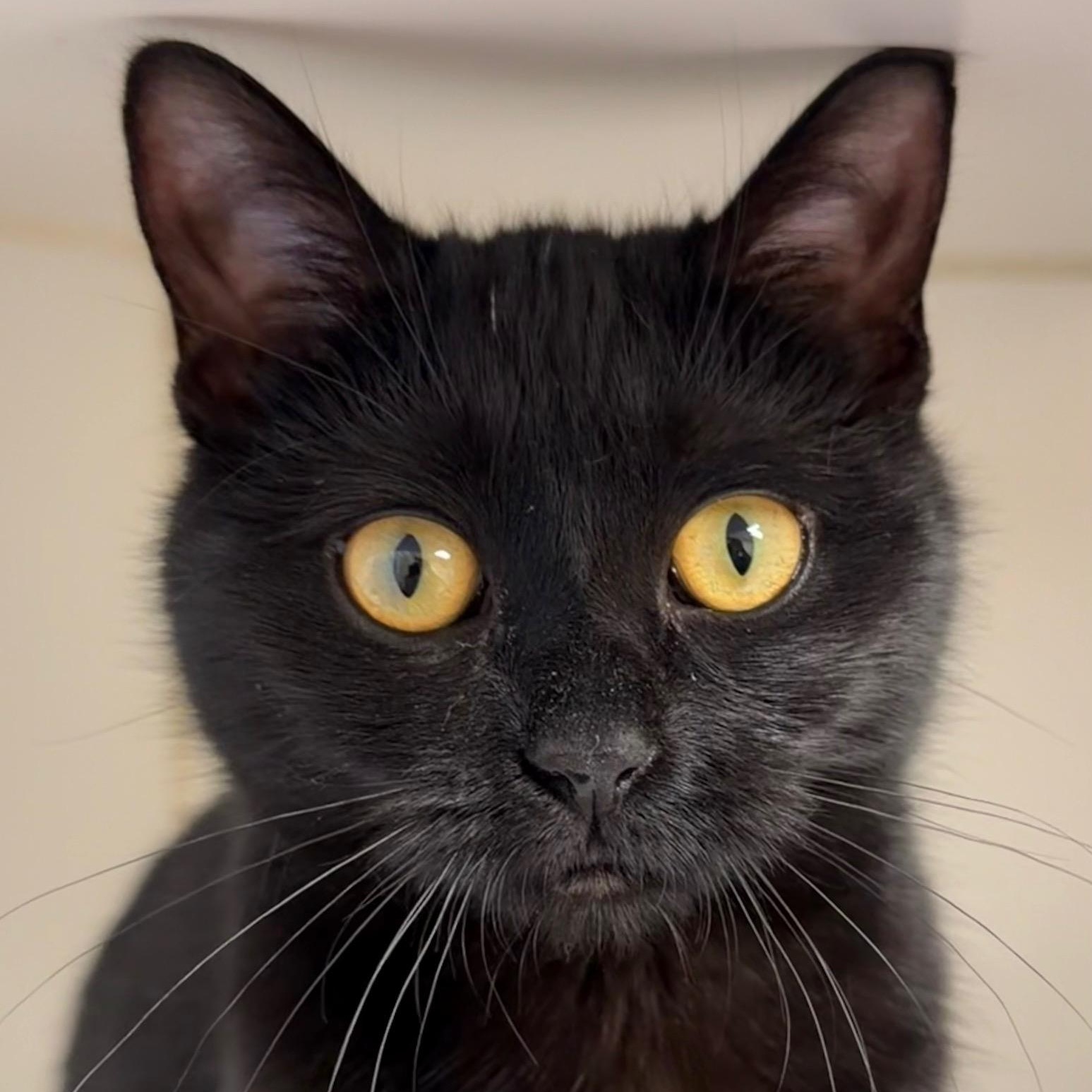 Loki, ADOPTABLE, Kitten Female Domestic Short Hair.