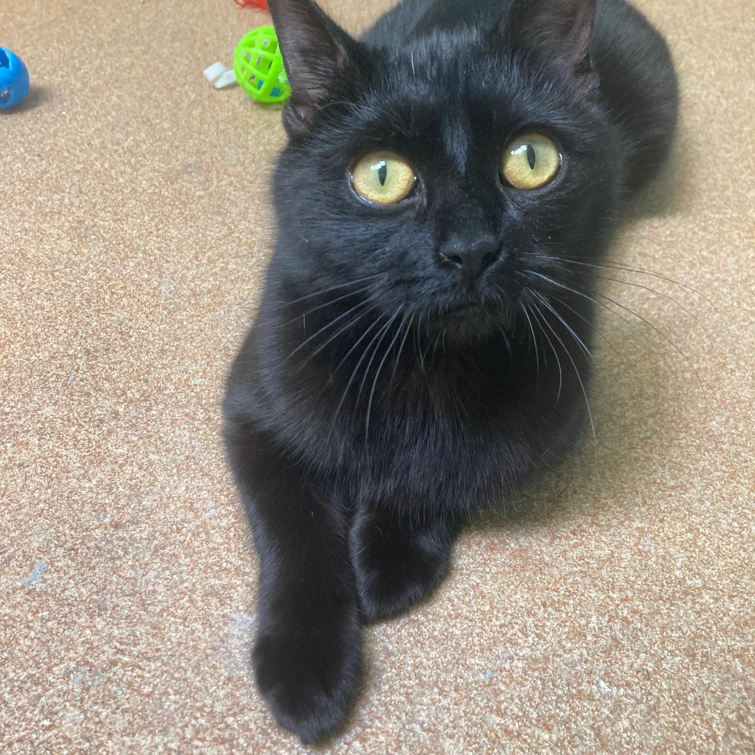 Loki, a ADOPTABLE Domestic Short Hair in Norwalk, CT image 3/4