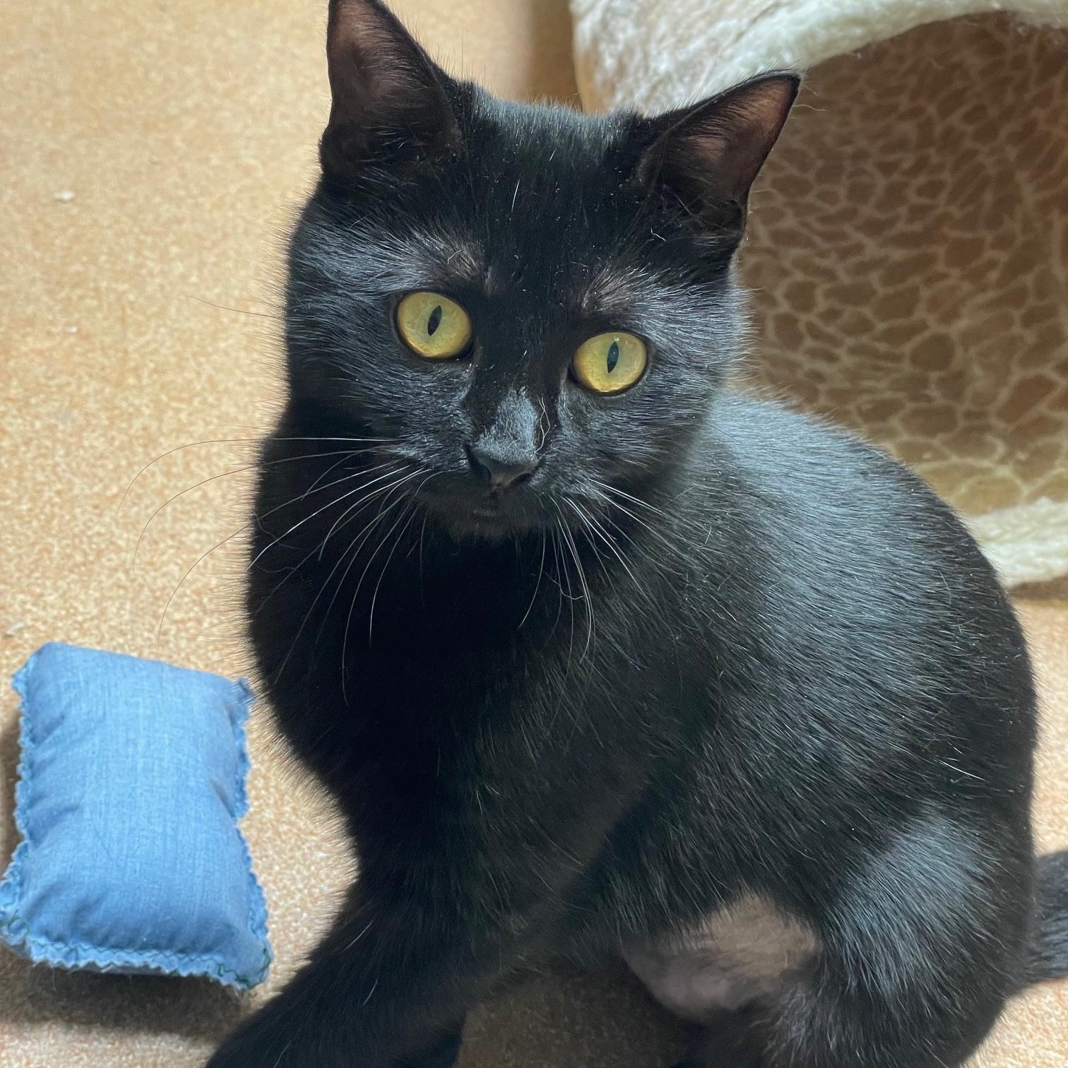 Loki, a ADOPTABLE Domestic Short Hair in Norwalk, CT image 2/4
