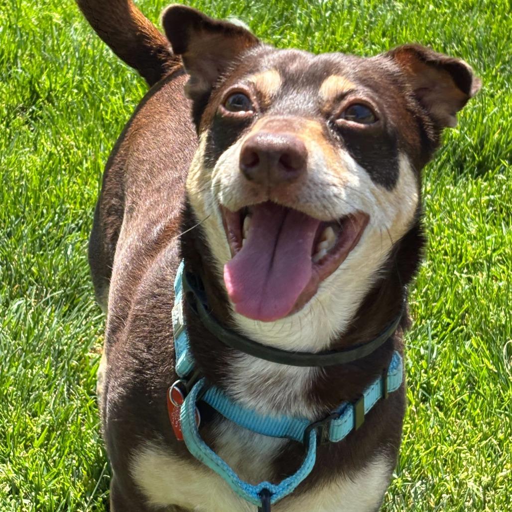Enlarge Shadow, a Adoptable mixed breed in Medford, OR image 1/1