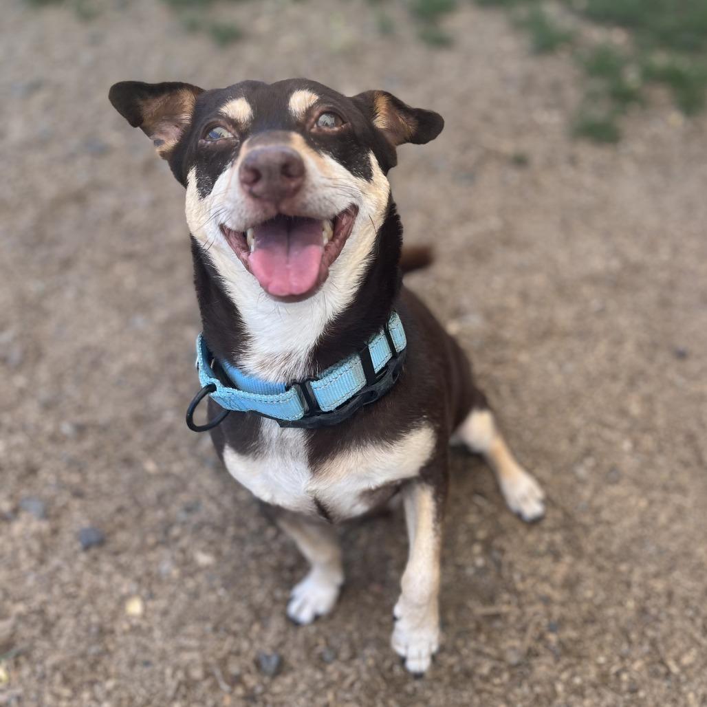 Enlarge Shadow, a Adoptable mixed breed in Medford, OR image 2/2