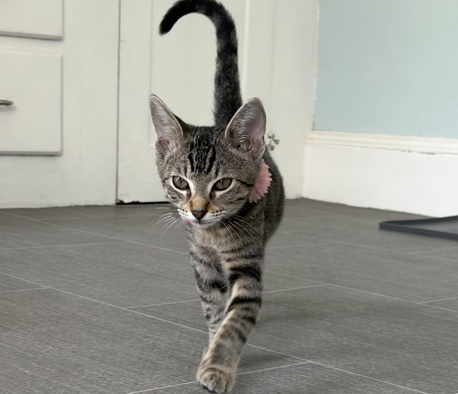 Sansa C Jones $299 Quirk, Adopted, Kitten Female Tabby.