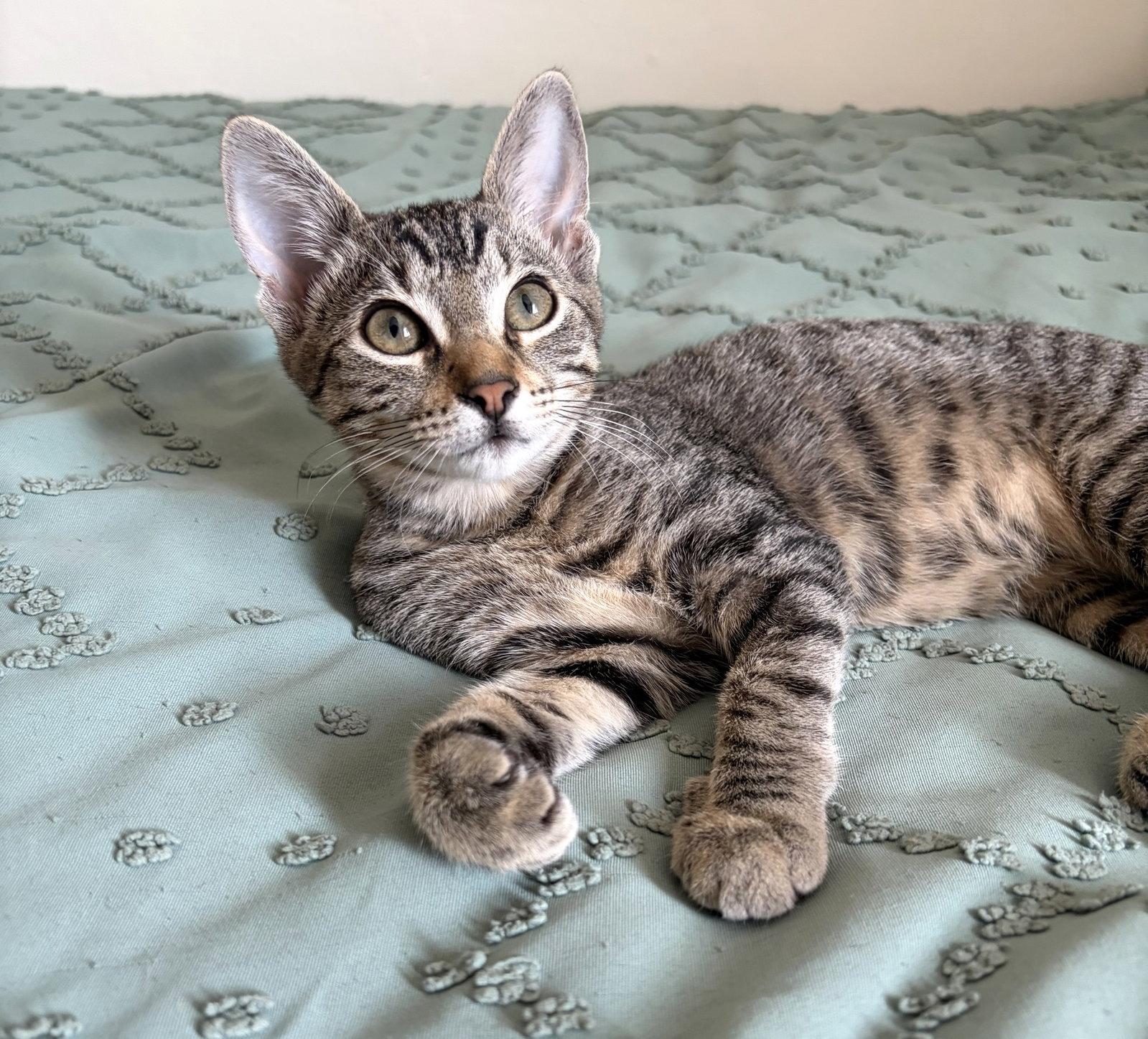 Enlarge Sansa C Jones $299 Quirk, a Adopted Tabby in Saunderstown, RI image 2/3