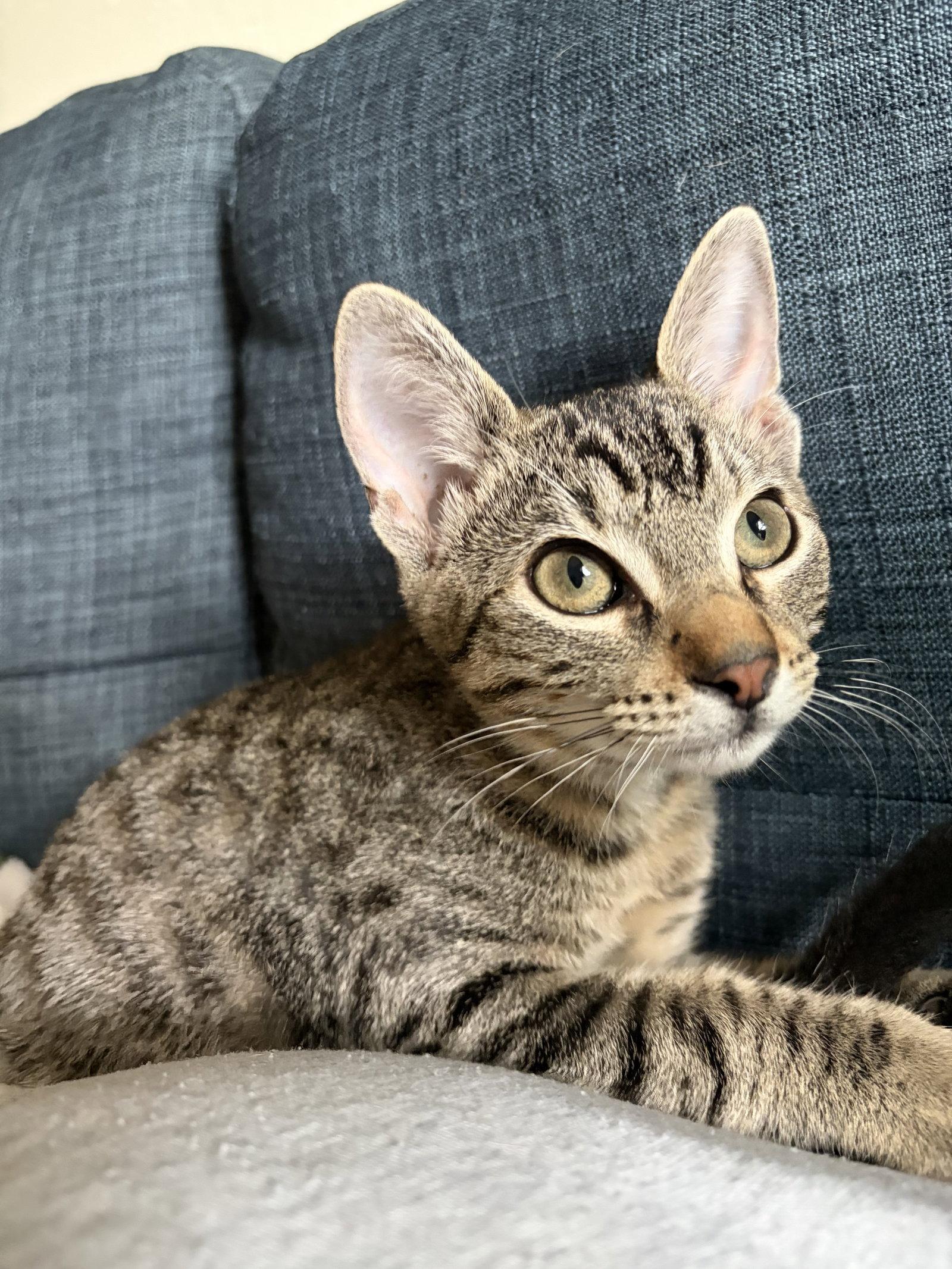 Enlarge Sansa C Jones $299 Quirk, a Adopted Tabby in Saunderstown, RI image 3/3
