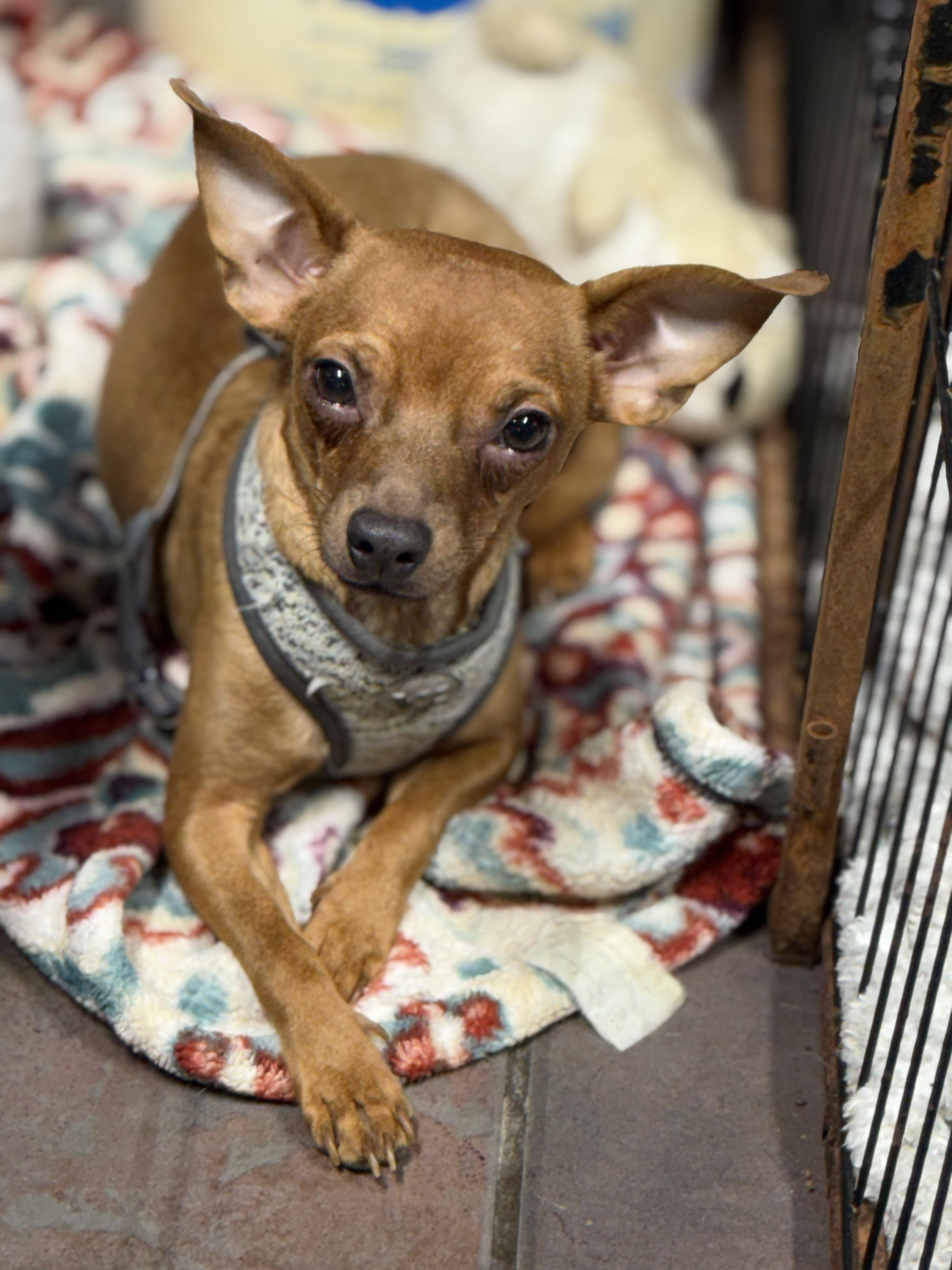 Brownie, a Adoptable Chihuahua in TUCSON, AZ image 3/6
