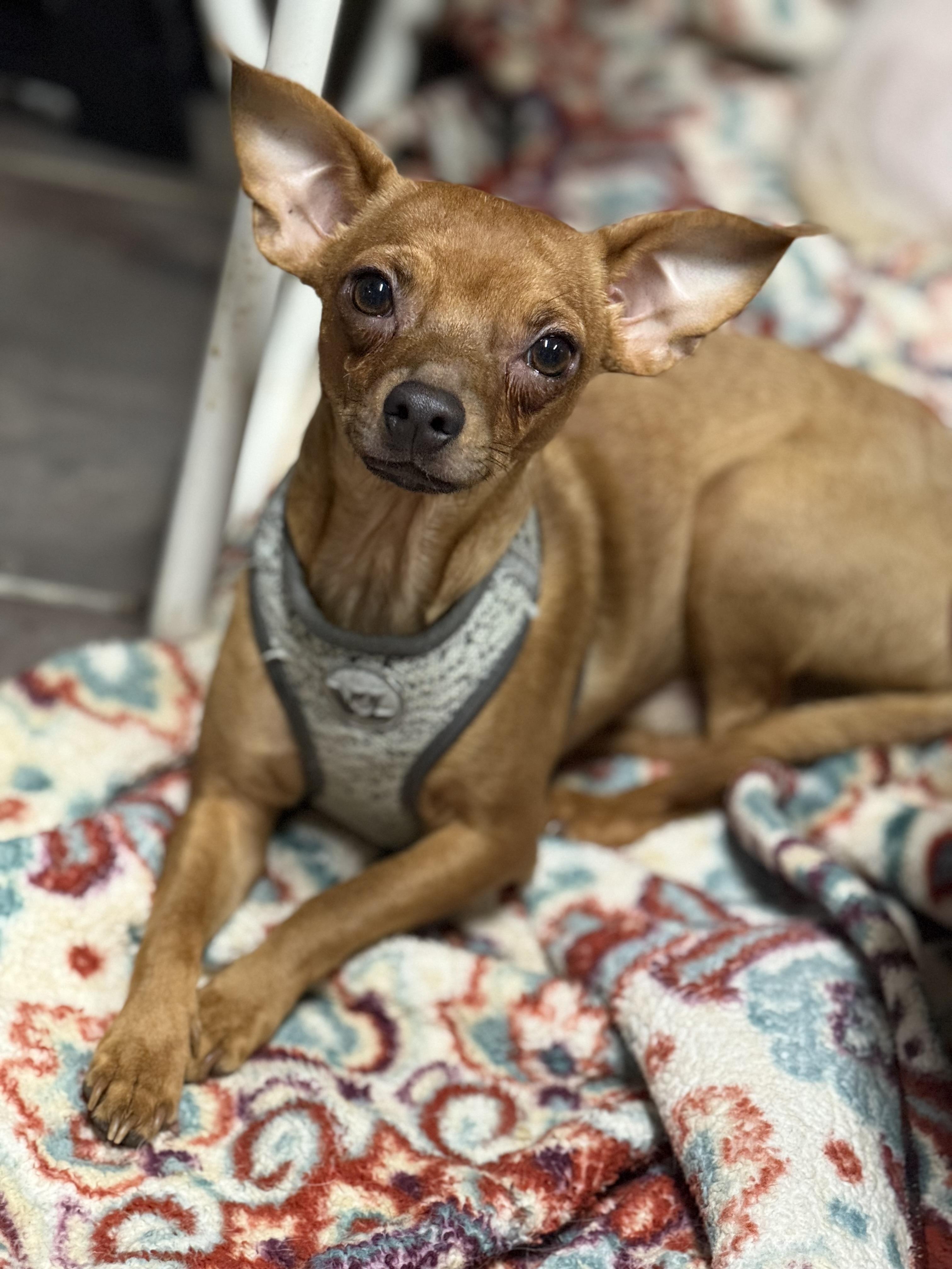 Brownie, a Adoptable Chihuahua in TUCSON, AZ image 1/6