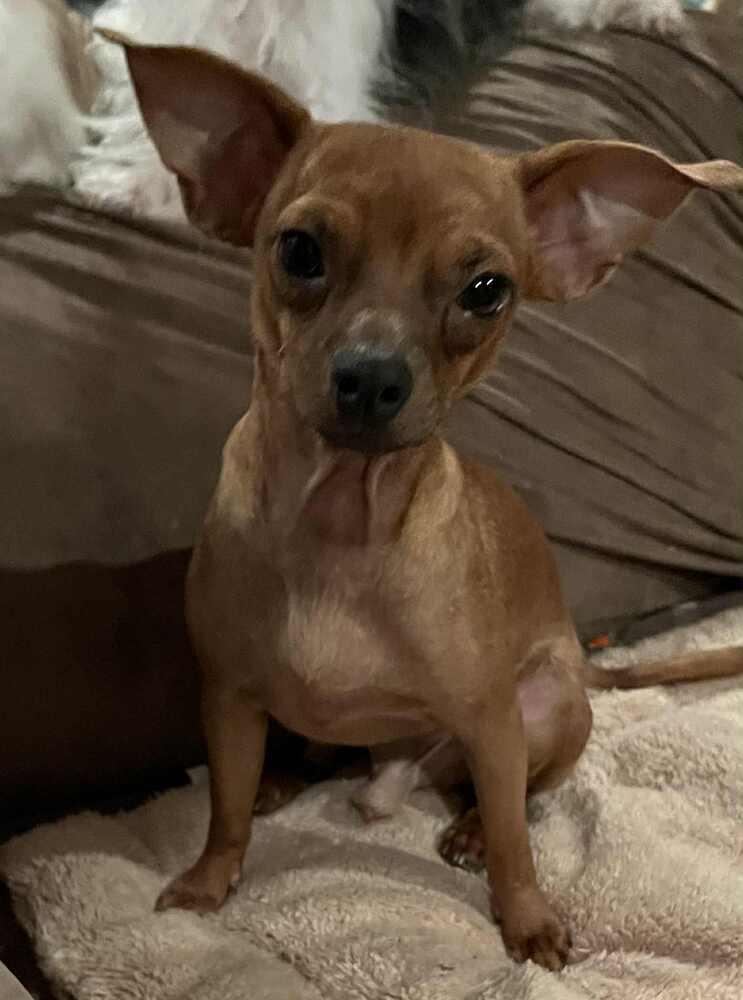 Brownie, a Adoptable Chihuahua in TUCSON, AZ image 4/6