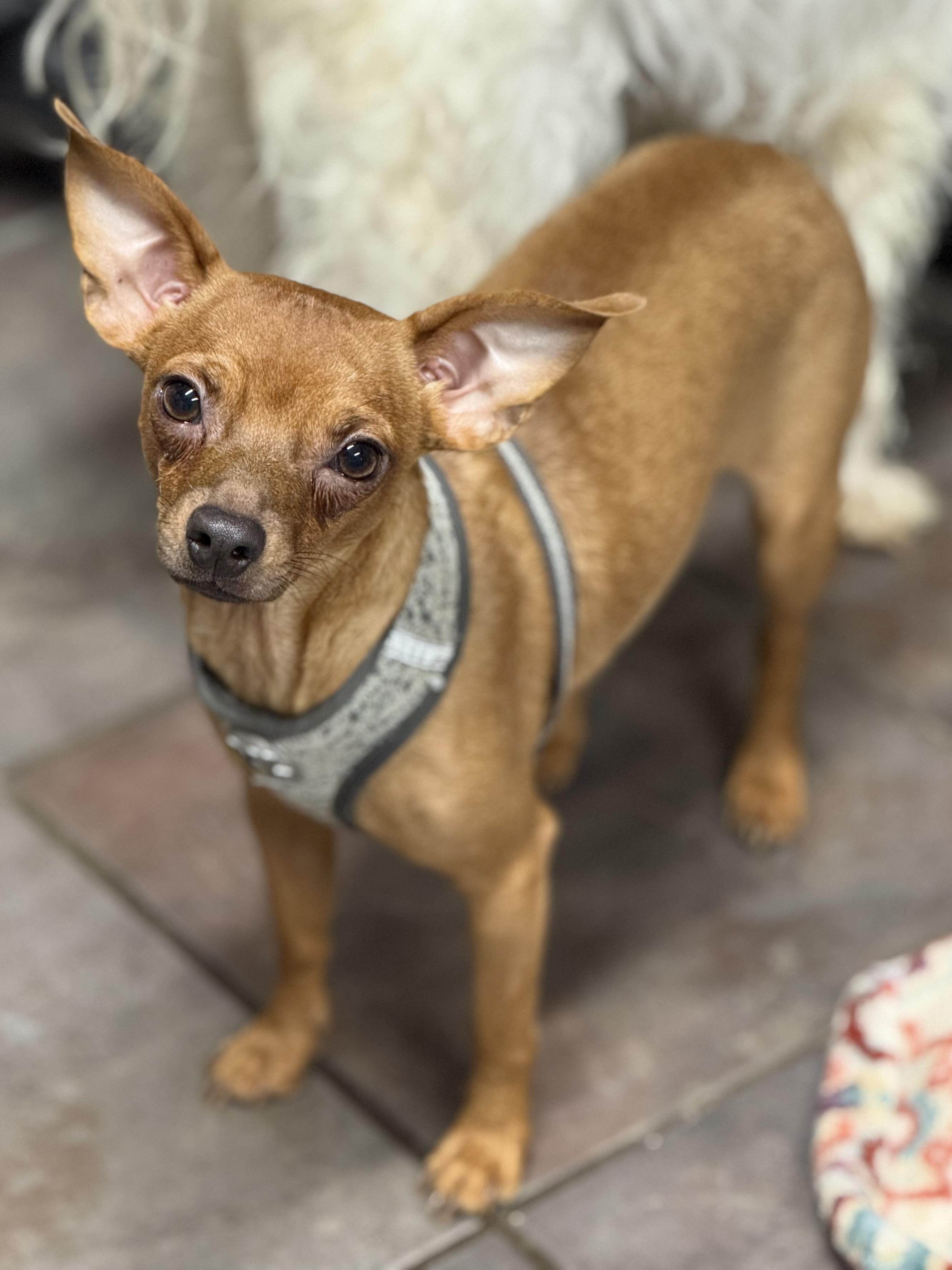 Brownie, a Adoptable Chihuahua in TUCSON, AZ image 2/6