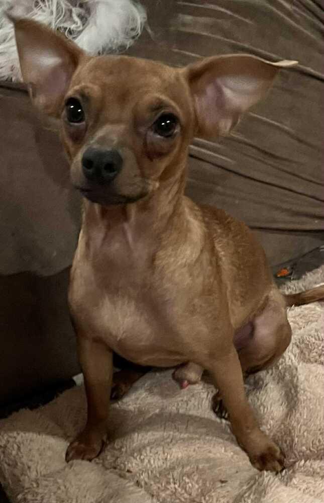 Brownie, a Adoptable Chihuahua in TUCSON, AZ image 5/6