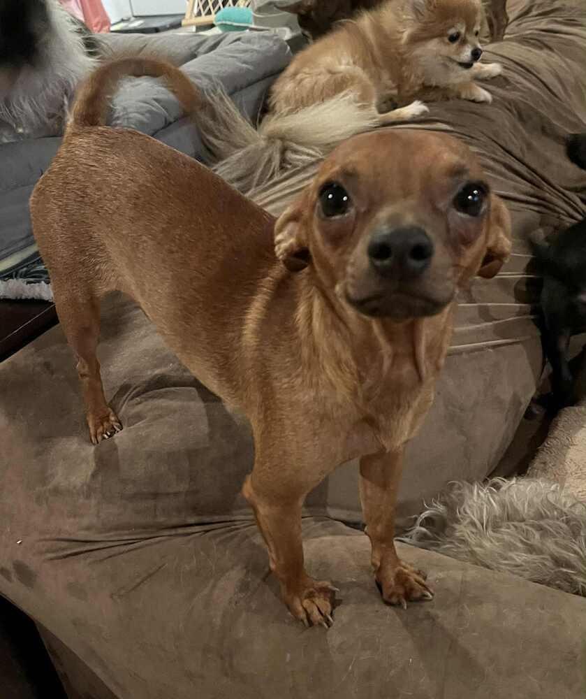 Brownie, a Adoptable Chihuahua in TUCSON, AZ image 6/6