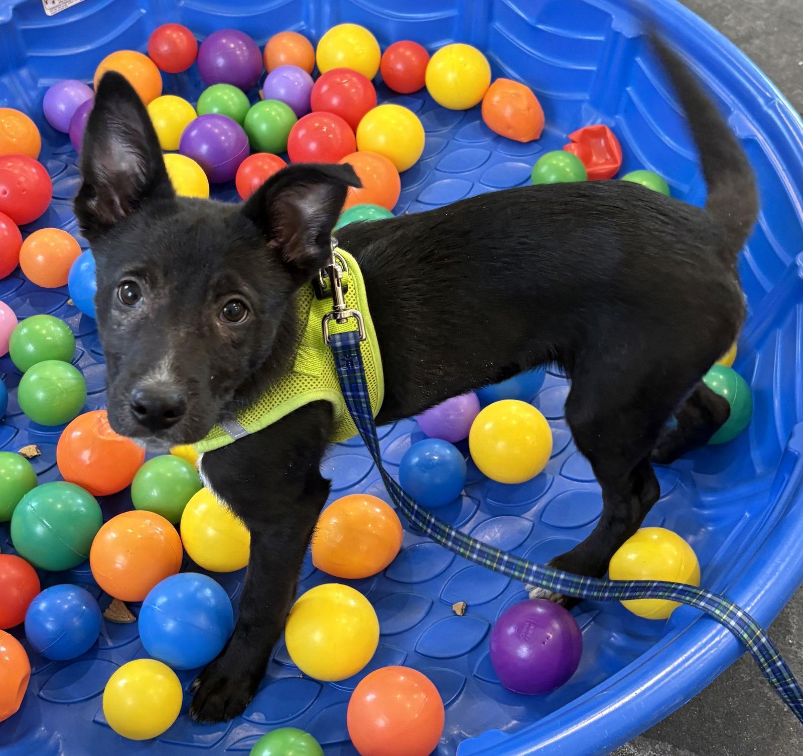 Wesley — thumbnail 2