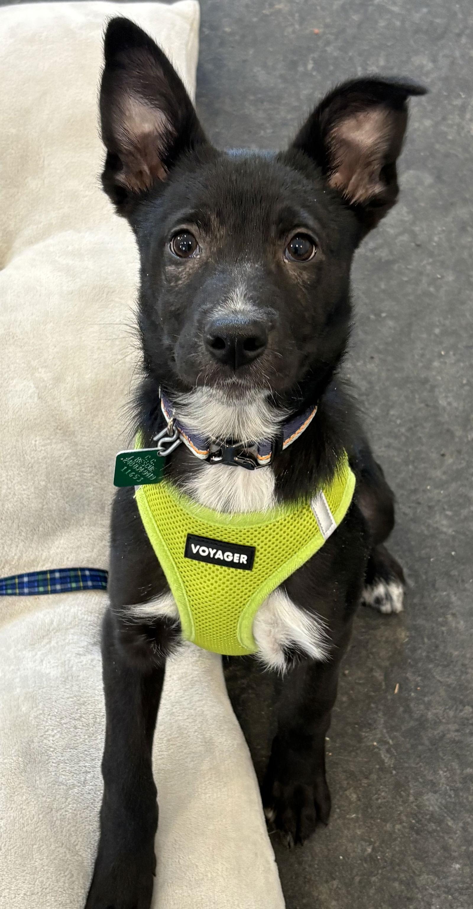 Wesley — thumbnail 3