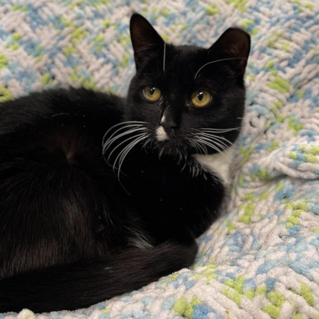 Onyx, Adoptable, Adult Female Domestic Short Hair.