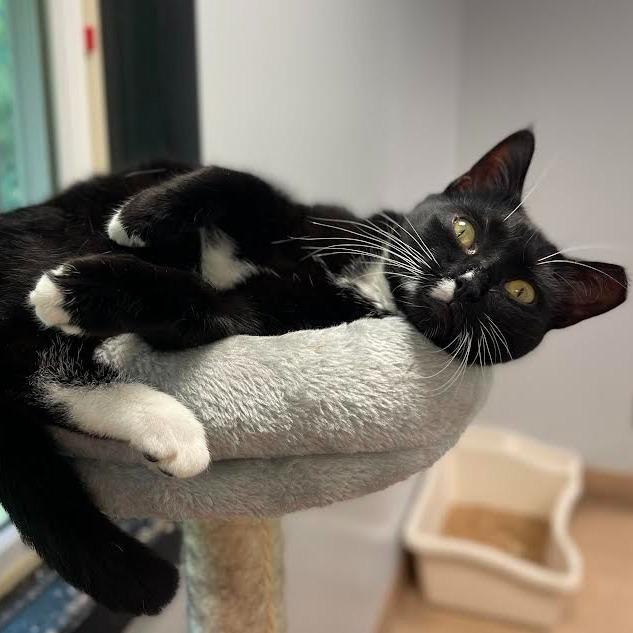 Enlarge Onyx, a Adoptable Domestic Short Hair in Walden, NY image 2/3