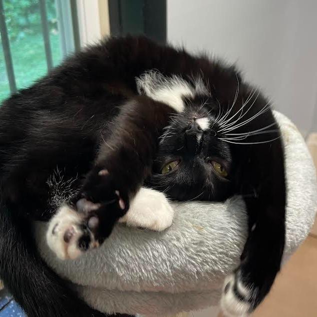 Enlarge Onyx, a Adoptable Domestic Short Hair in Walden, NY image 3/3