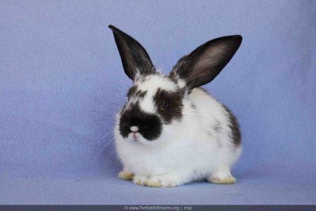Enlarge Ezie, a Adoptable English Spot in Scotts Valley, CA image 3/4