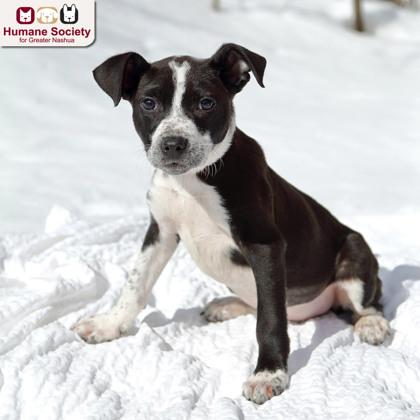 Phoebe, ADOPTABLE, Puppy Female Labrador Retriever.