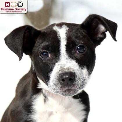 Enlarge Phoebe, an adopted mixed breed in Nashua, NH image 2/2