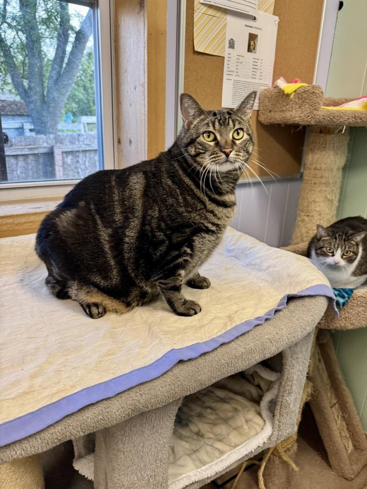 Zeke, Adoptable, Adult Male Domestic Short Hair.
