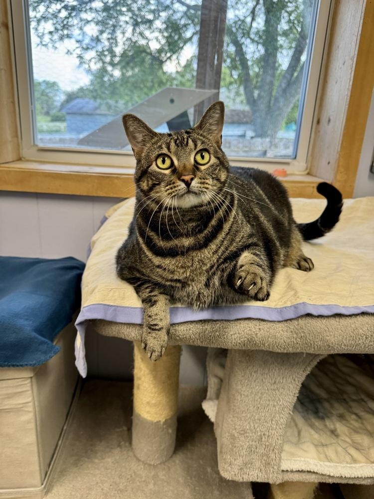 Zeke, a Adoptable mixed breed in Papillion, NE image 4/4
