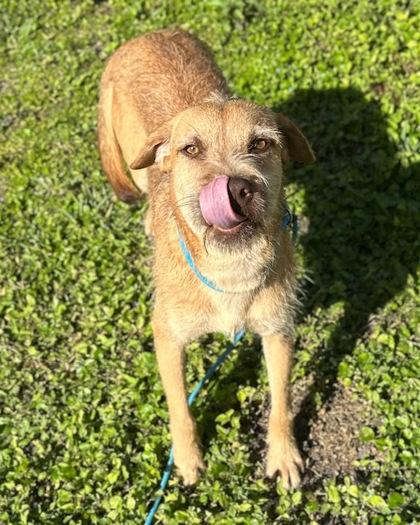 Prancer, Adoptable, Adult Male Mixed Breed & Mixed Breed.