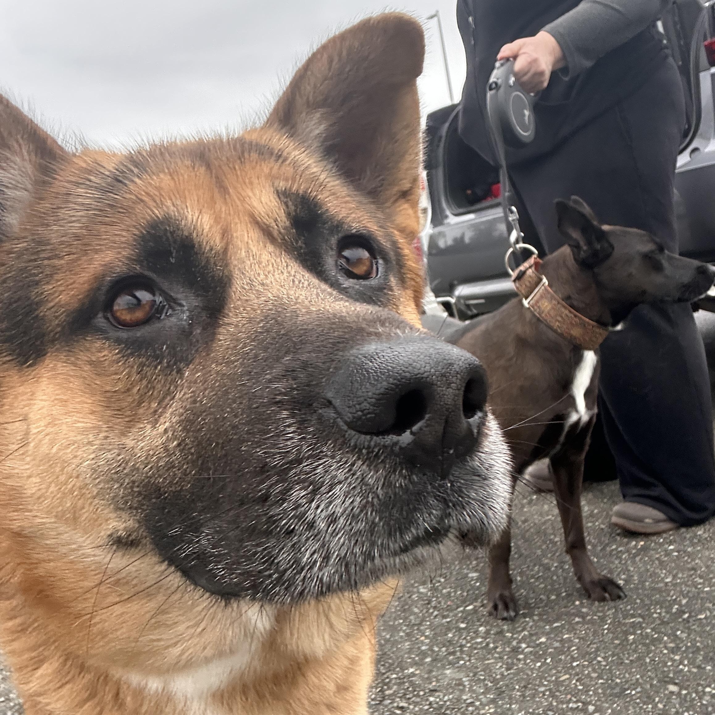 Oliver, Adoptable, Young Male German Shepherd Dog & Akita.