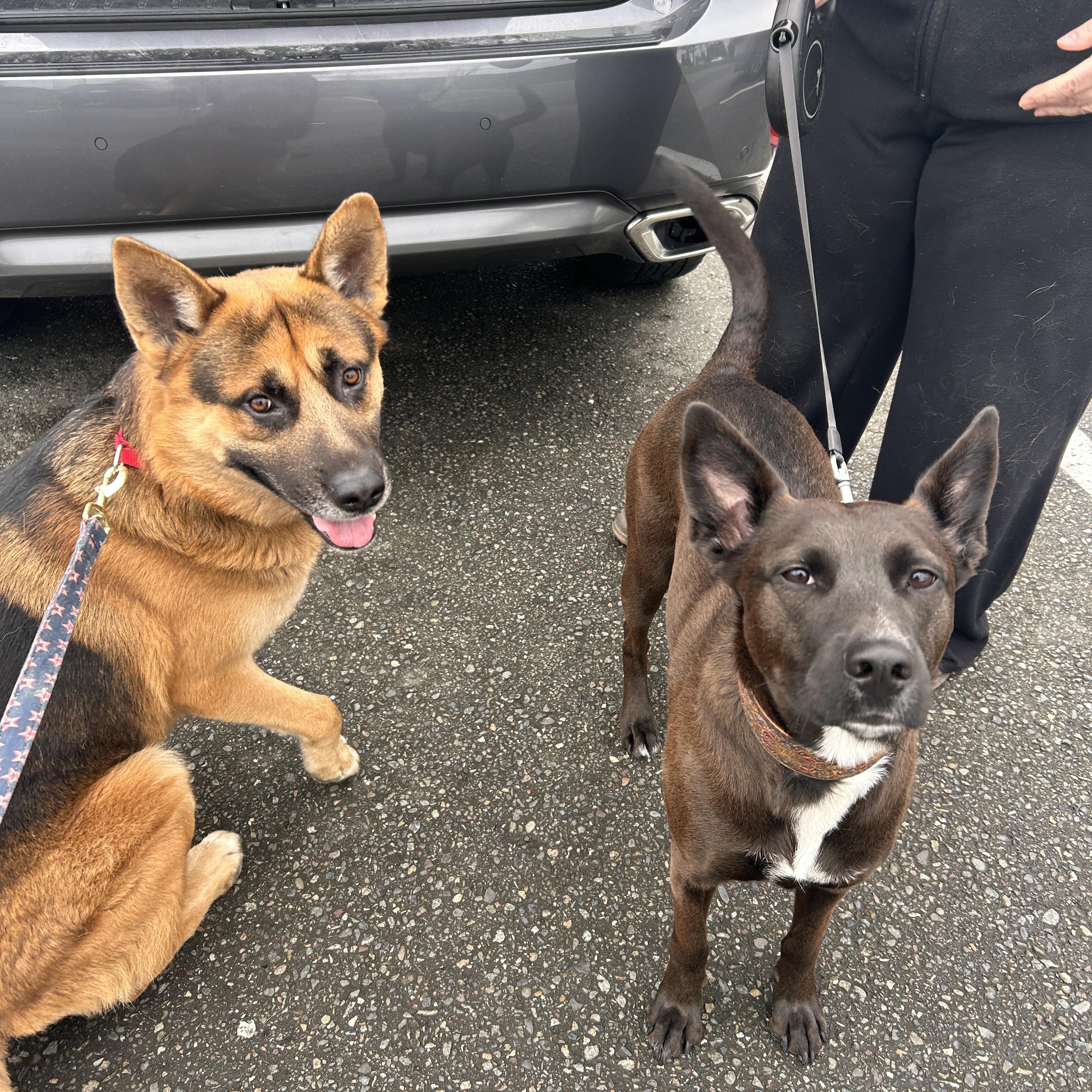 Oliver, a Adoptable mixed breed in Port Angeles, WA image 2/4