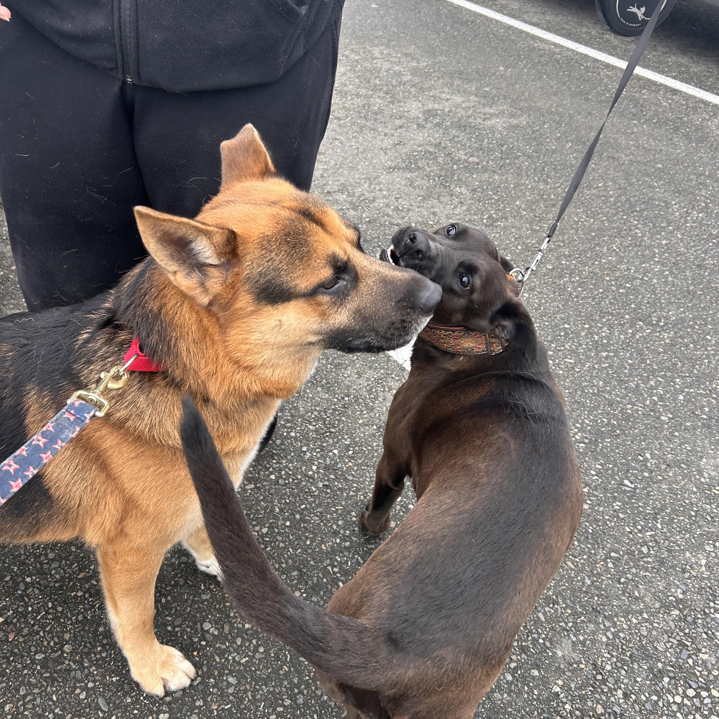 Oliver, a Adoptable mixed breed in Port Angeles, WA image 3/4