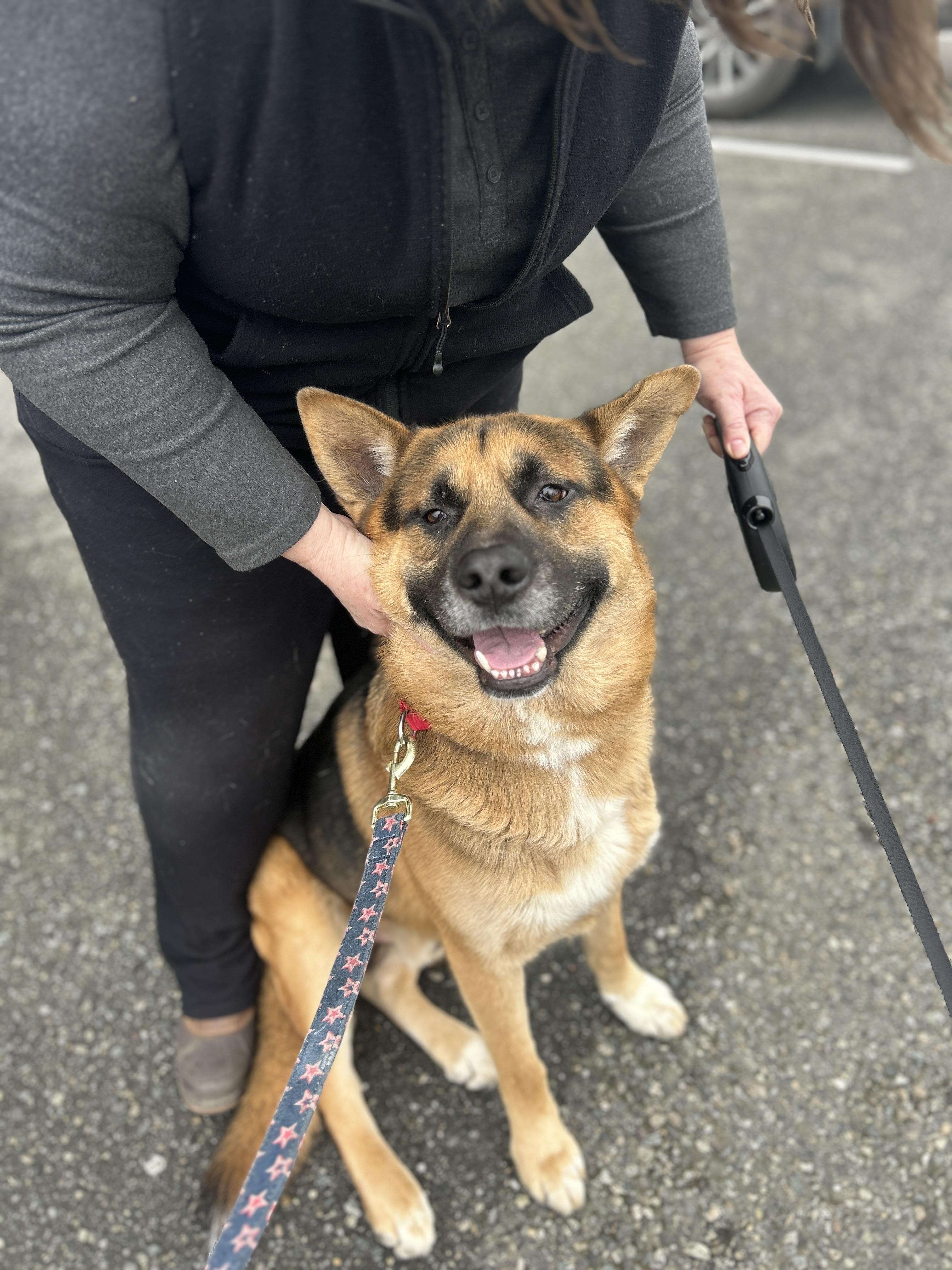 Oliver, a Adoptable mixed breed in Port Angeles, WA image 4/4