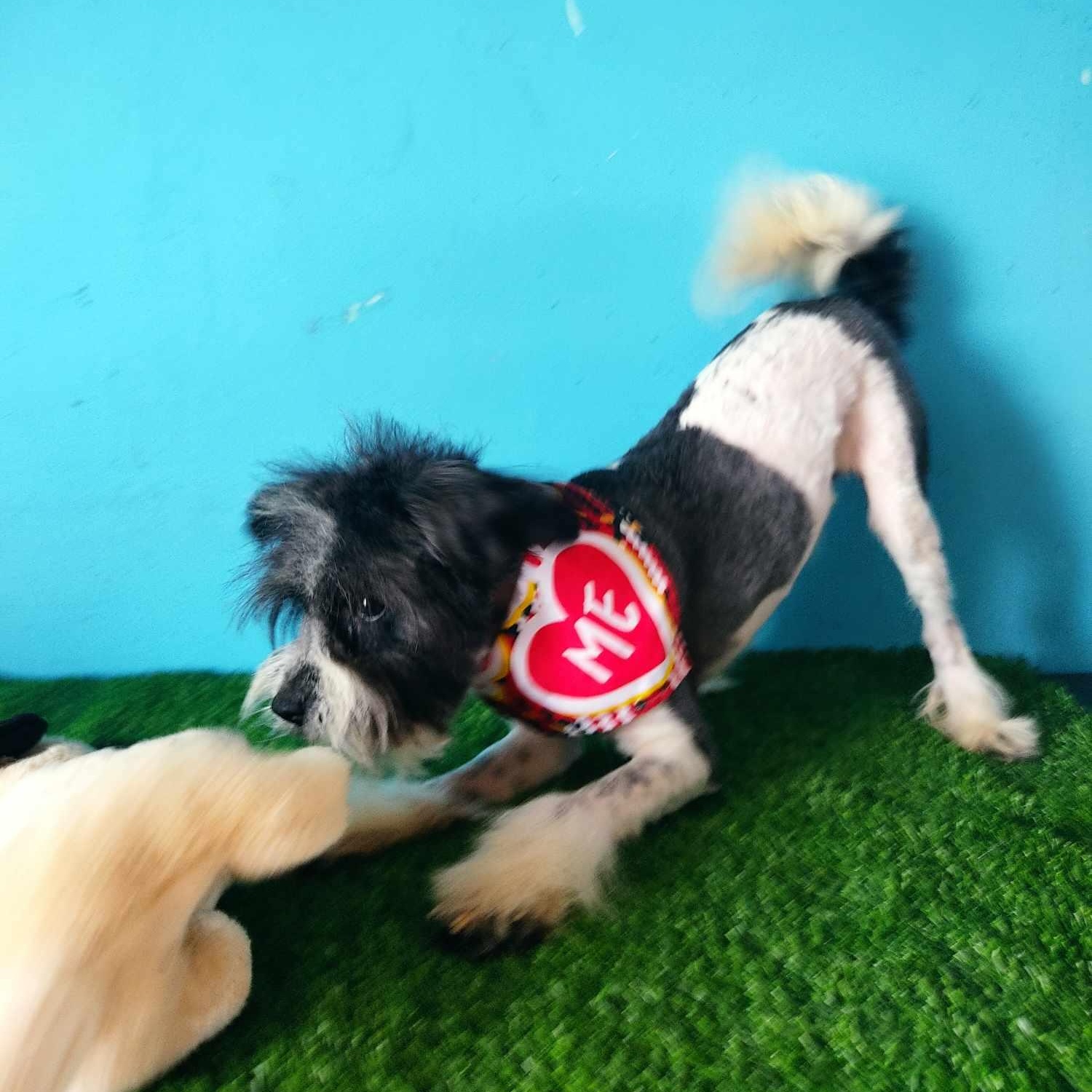 Enlarge Tobias, a Adoptable mixed breed in Tijuana, BCN image 3/6