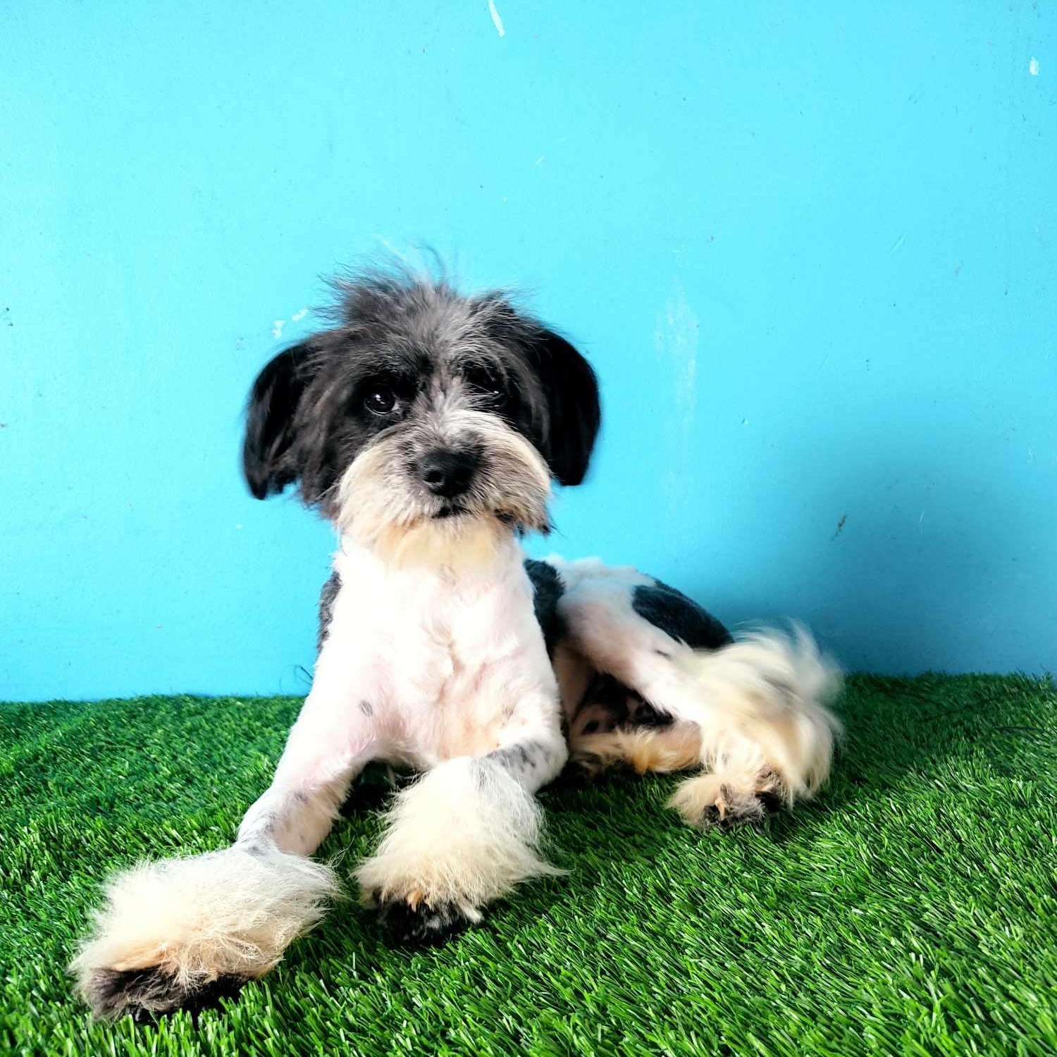 Enlarge Tobias, a Adoptable mixed breed in Tijuana, BCN image 2/6