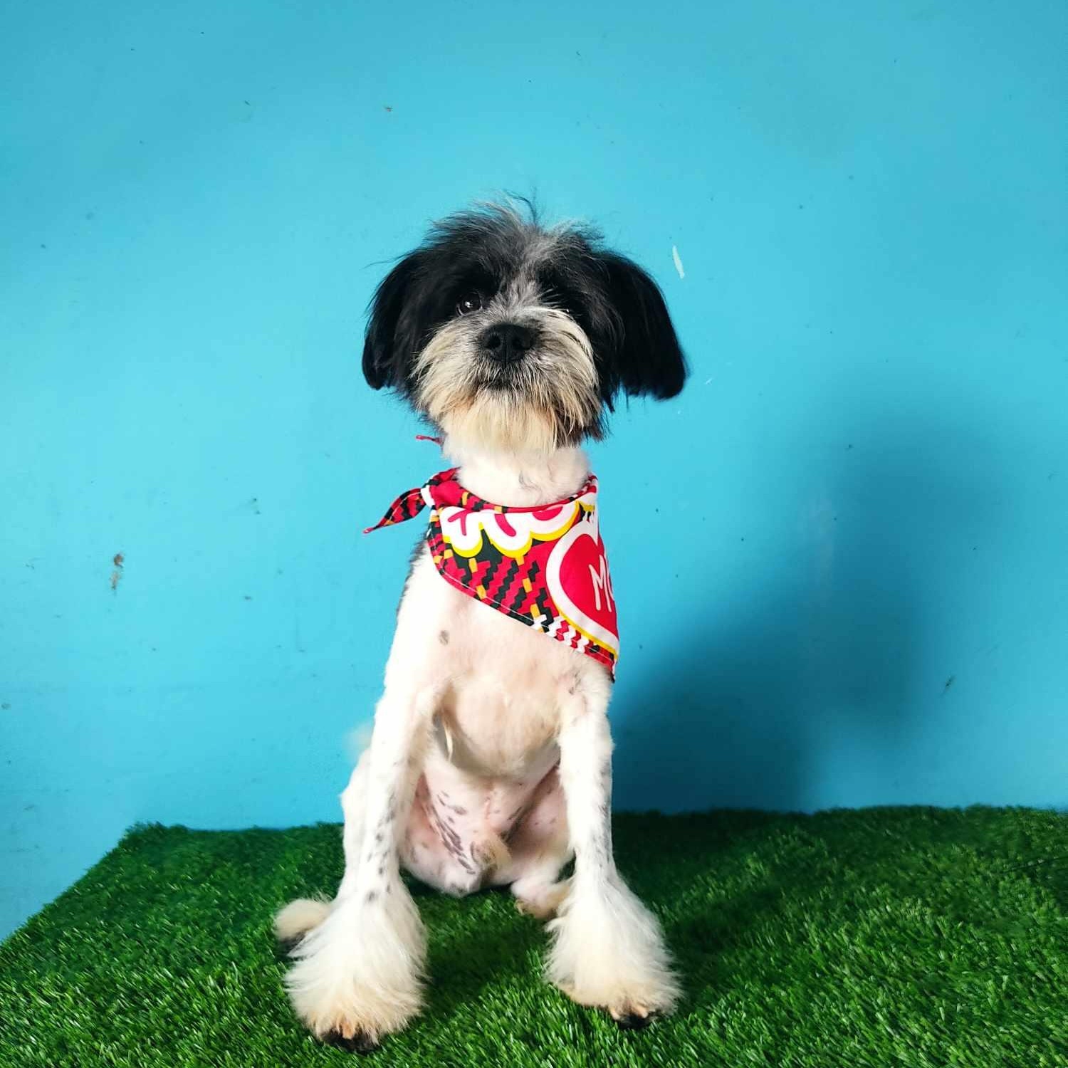 Enlarge Tobias, a Adoptable mixed breed in Tijuana, BCN image 1/6