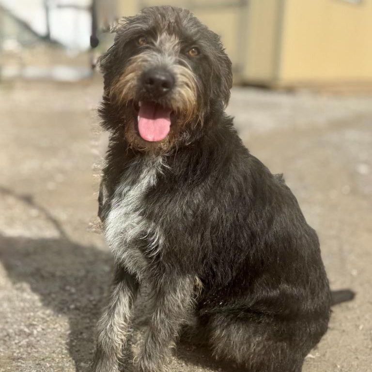Ash, adopted, Young Female German Wirehaired Pointer.