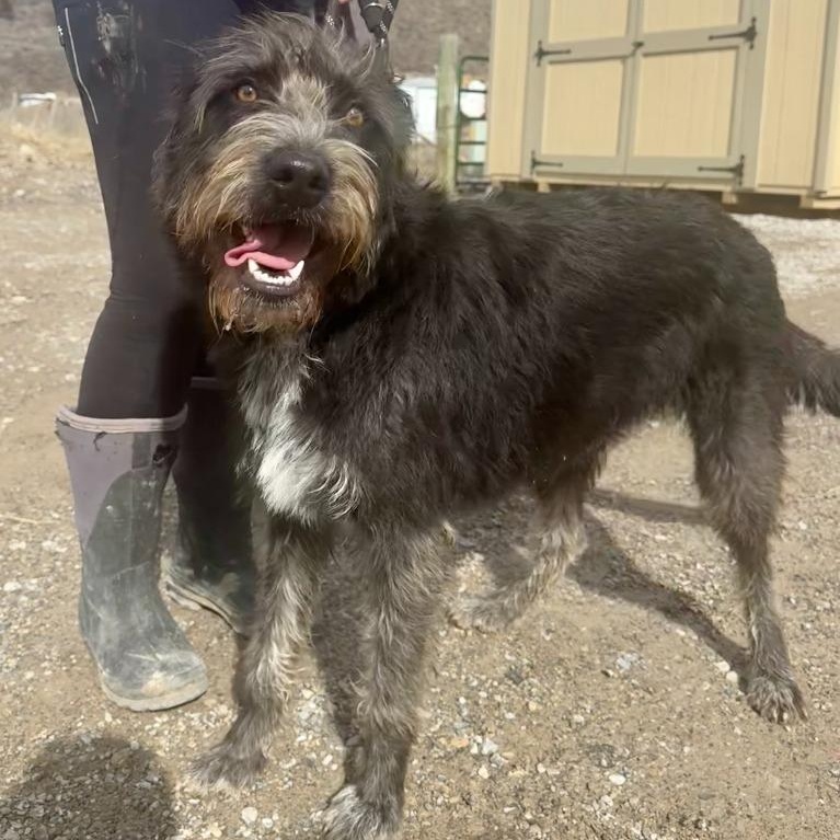 Enlarge Ash, an adopted mixed breed in Thayne, WY image 2/2