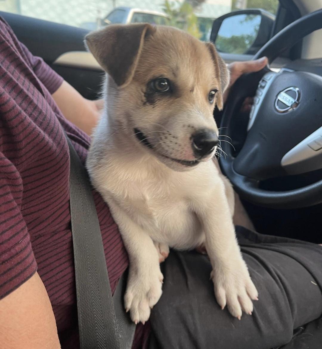 Tugger "the Super Snuggler" thumbnail 2