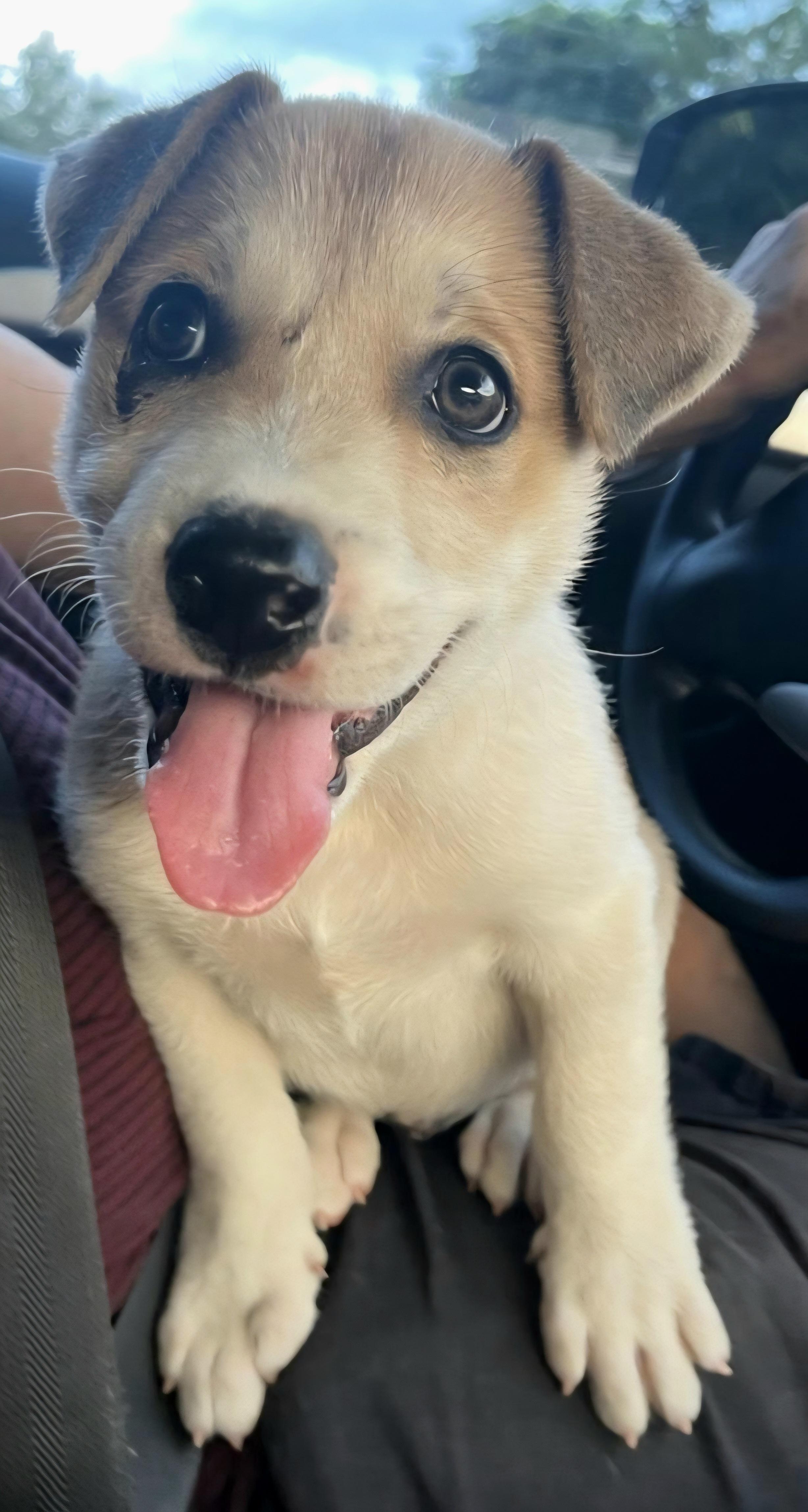 Tugger "the Super Snuggler" thumbnail 3