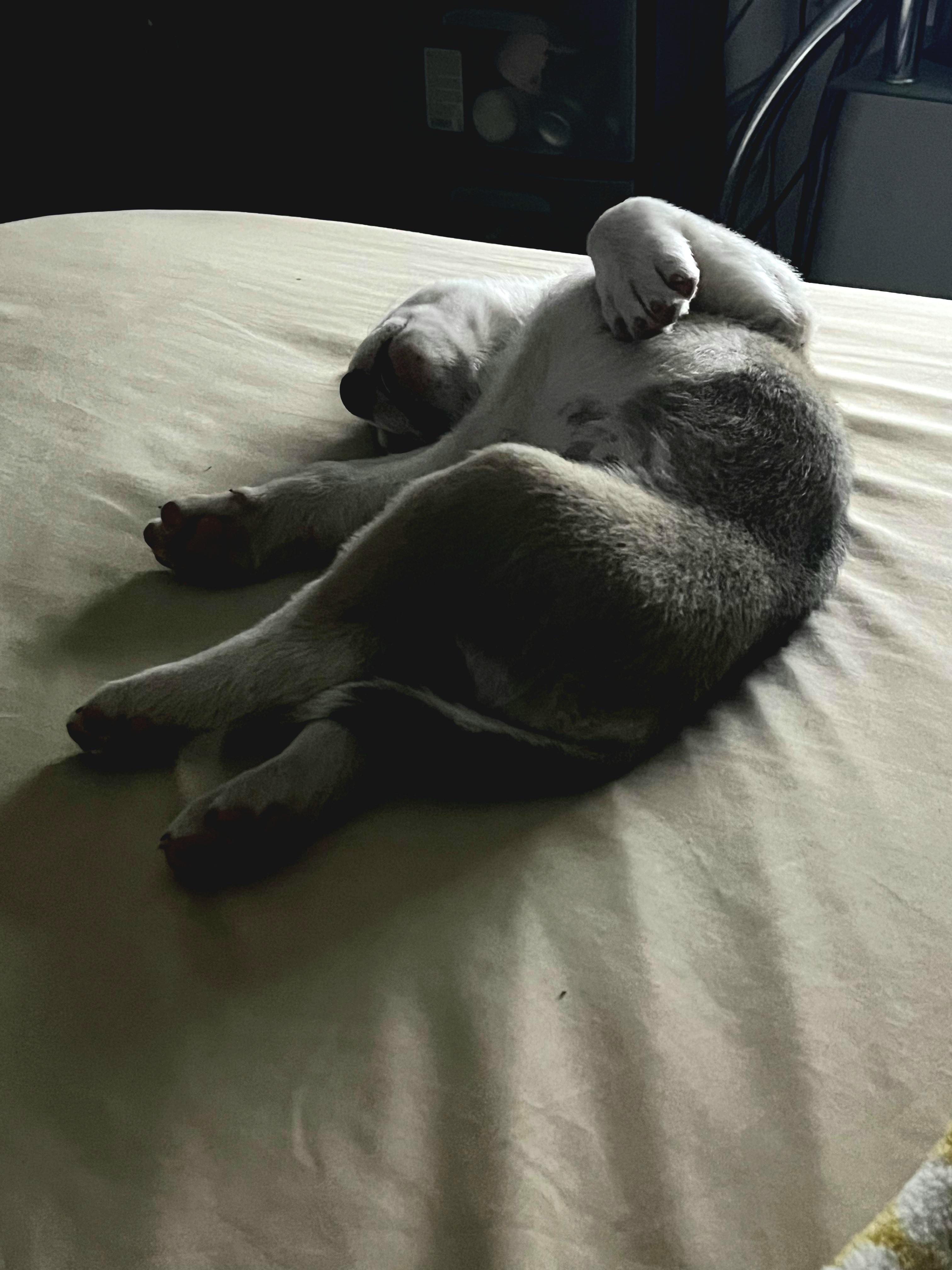 Tugger "the Super Snuggler" thumbnail 4