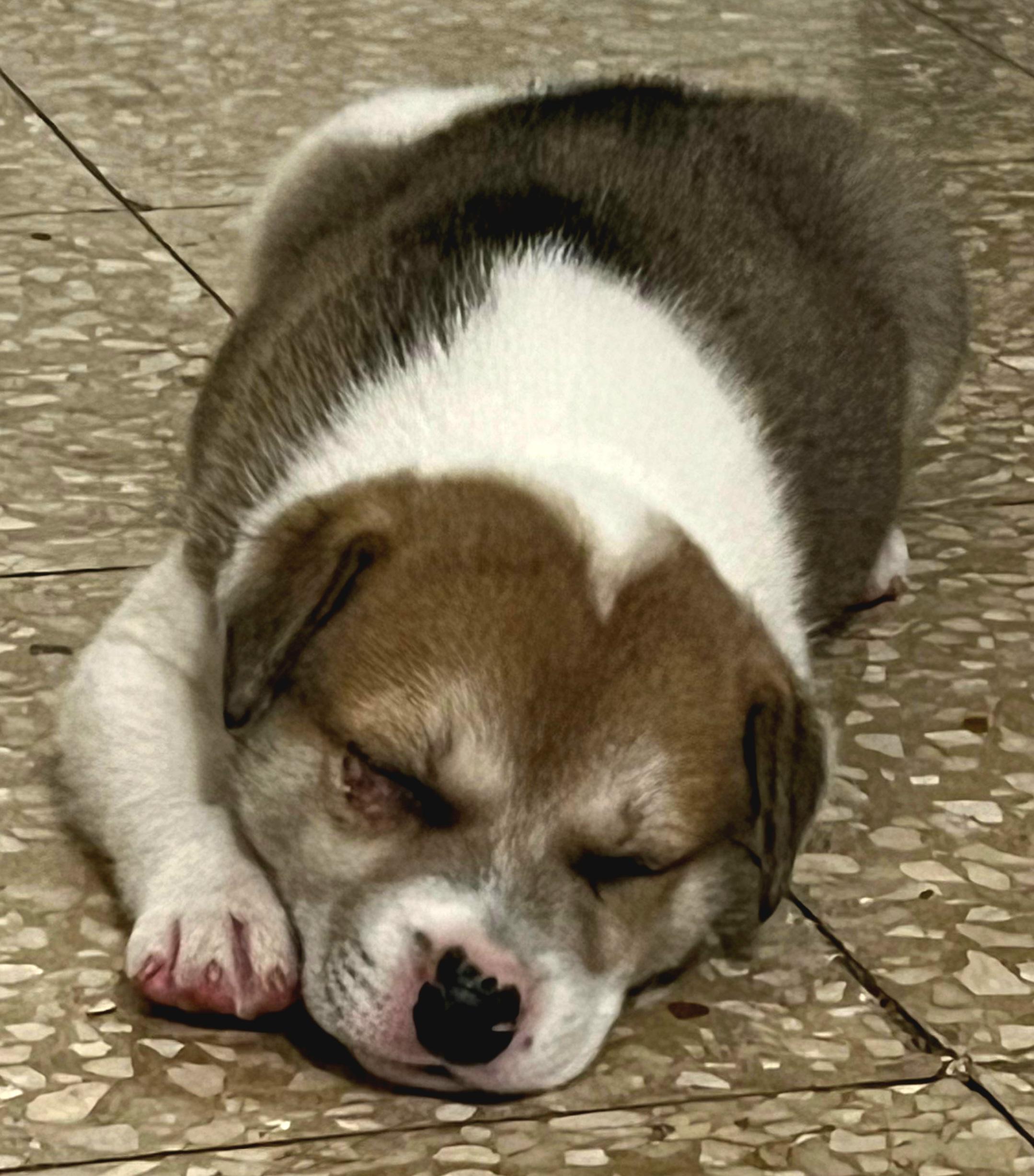 Tugger "the Super Snuggler" thumbnail 5