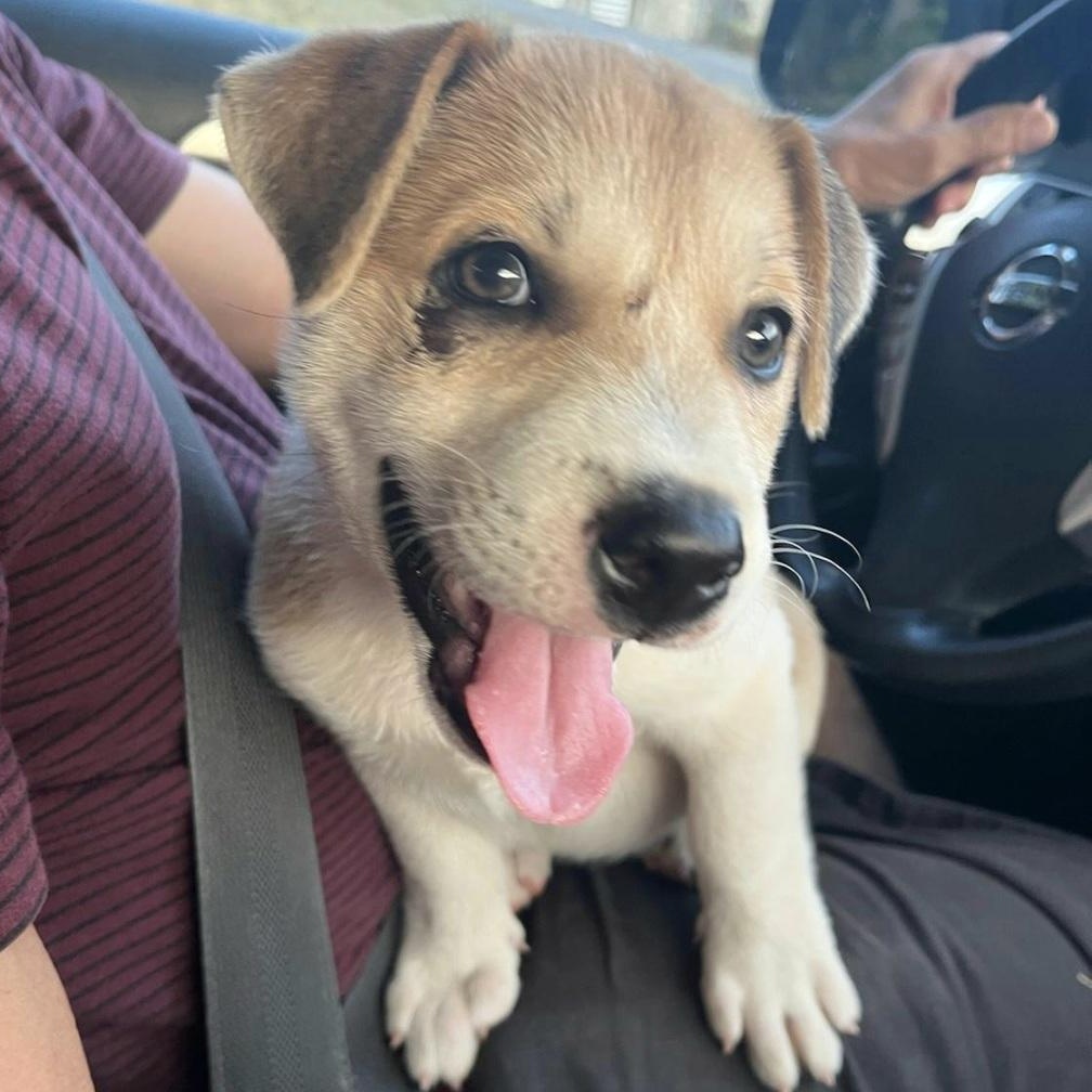 Tugger "the Super Snuggler"