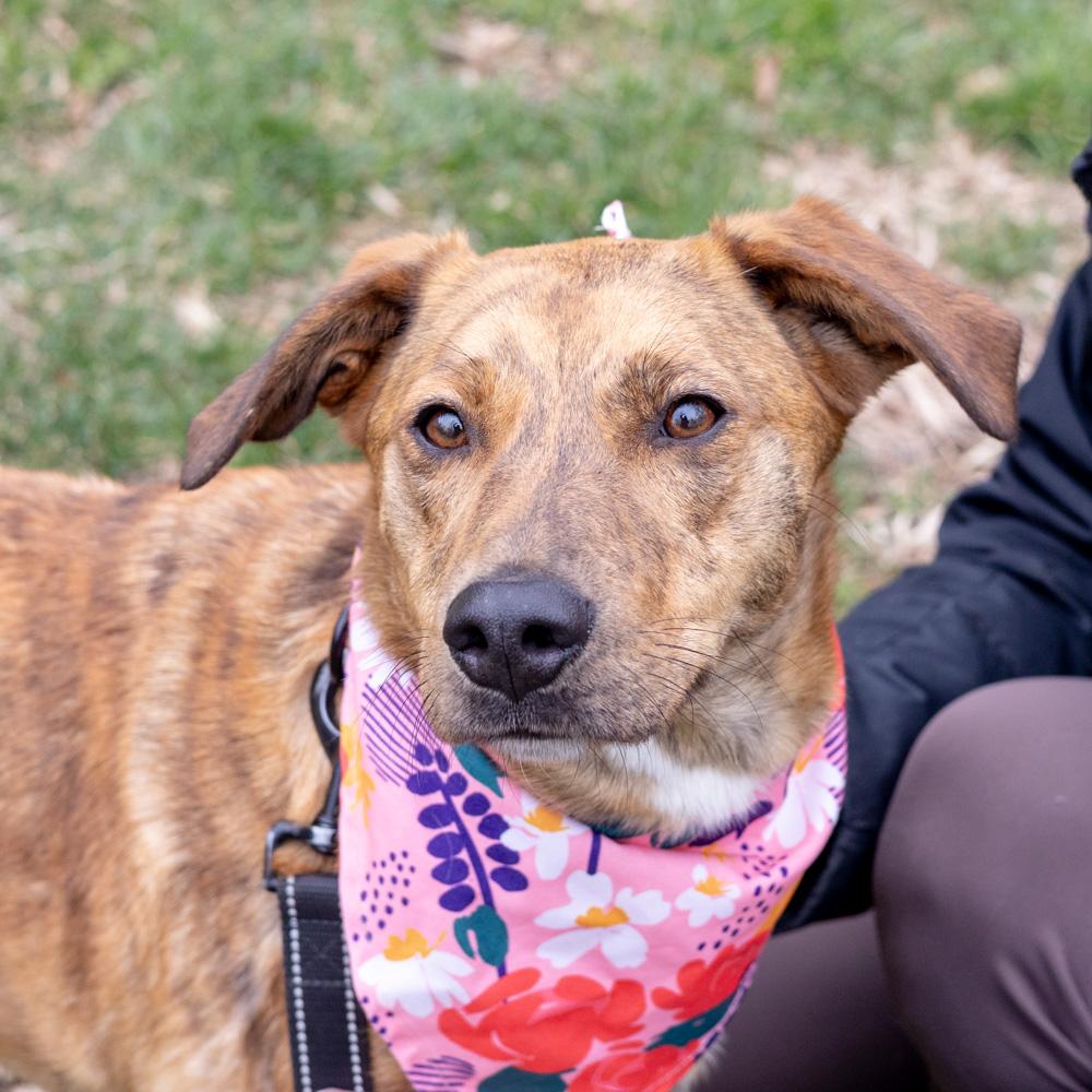 Enlarge Luna (Female)   , a Adoptable mixed breed in West Grove, PA image 4/6