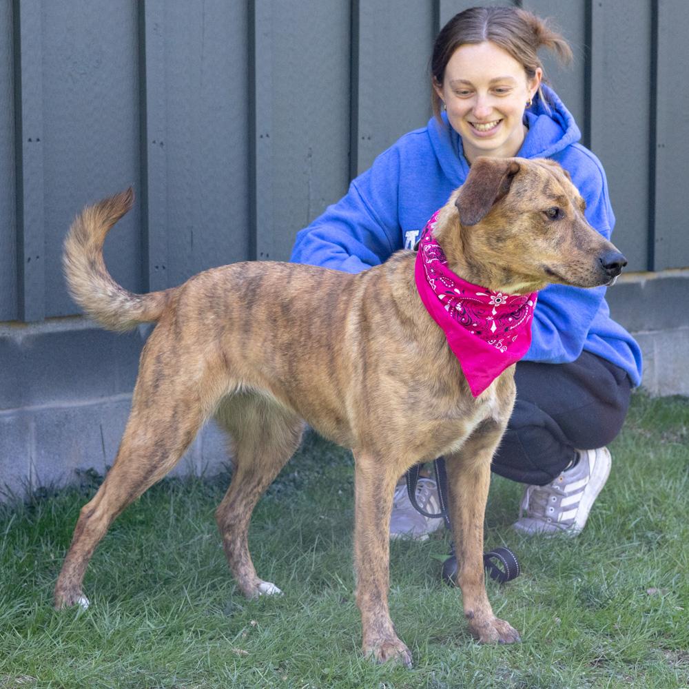 Enlarge Luna (Female)   , a Adoptable mixed breed in West Grove, PA image 3/6