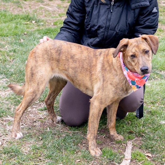 Enlarge Luna (Female)   , a Adoptable mixed breed in West Grove, PA image 5/6