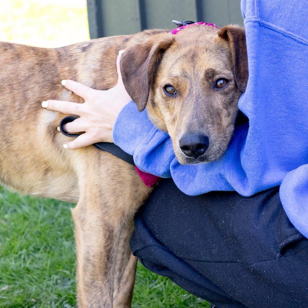 Enlarge Luna (Female)   , a Adoptable mixed breed in West Grove, PA image 6/6