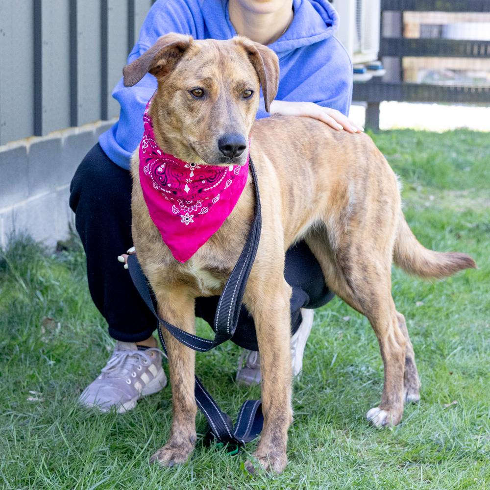 Enlarge Luna (Female)   , a Adoptable mixed breed in West Grove, PA image 1/6