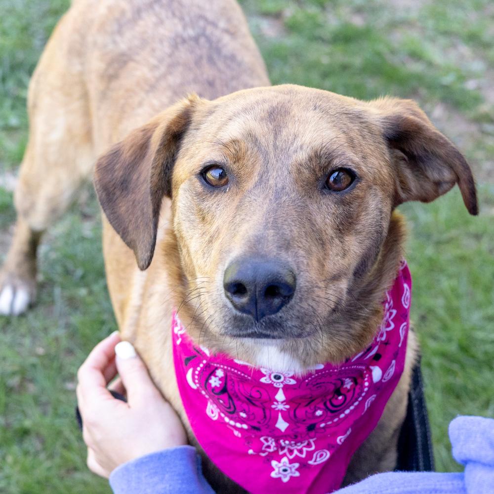 Enlarge Luna (Female)   , a Adoptable mixed breed in West Grove, PA image 2/6