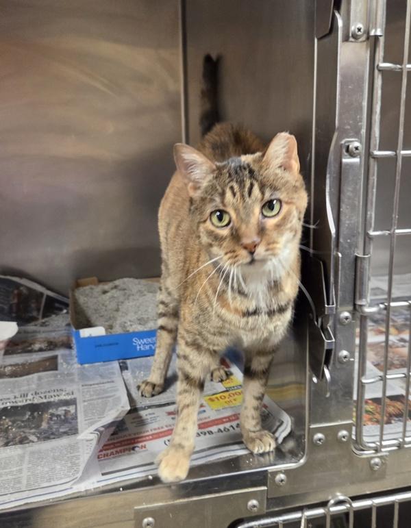 Enlarge Amia, a Adoptable mixed breed in Elizabethtown, KY image 1/6