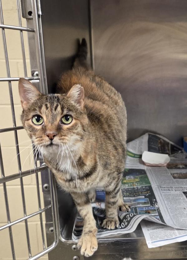 Enlarge Amia, a Adoptable mixed breed in Elizabethtown, KY image 2/6