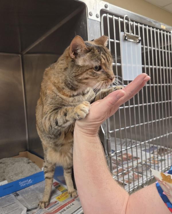 Enlarge Amia, a Adoptable mixed breed in Elizabethtown, KY image 3/6