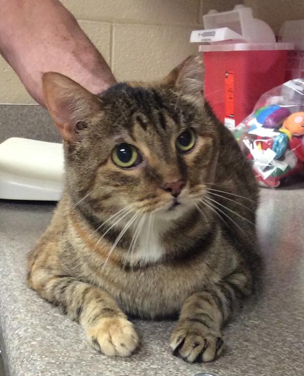 Enlarge Amia, a Adoptable mixed breed in Elizabethtown, KY image 4/6